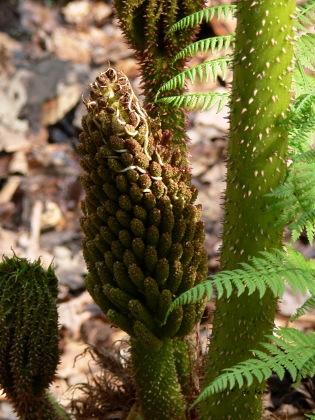Bois des Moutiers (46) Mai 2012